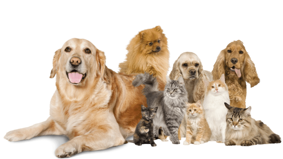 veterinario cani e gatti
